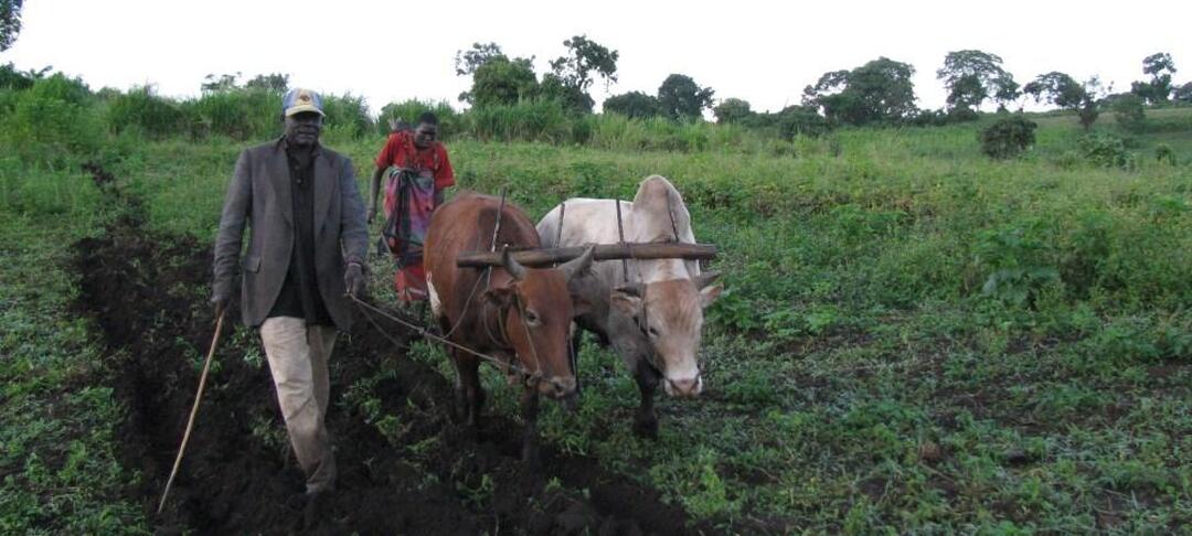 ox plough